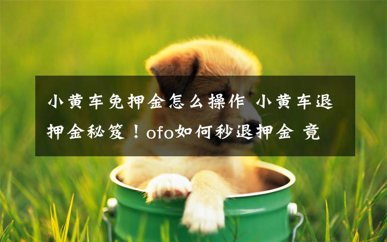 小黄车免押金怎么操作 小黄车退押金秘笈！ofo如何秒退押金 竟是冒充“外国人报案”？