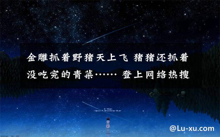 金雕抓着野猪天上飞 猪猪还抓着没吃完的青菜…… 登上网络热搜了!