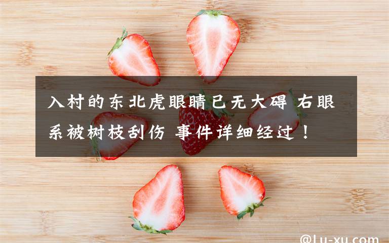 入村的东北虎眼睛已无大碍 右眼系被树枝刮伤 事件详细经过!