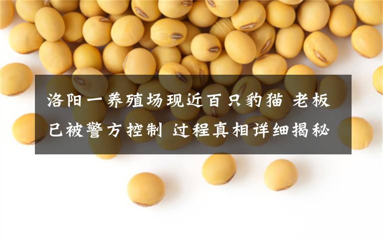 洛阳一养殖场现近百只豹猫 老板已被警方控制 过程真相详细揭秘!