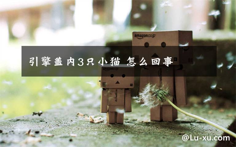 引擎盖内3只小猫 怎么回事