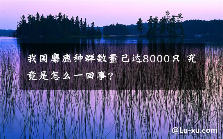 我国麋鹿种群数量已达8000只 究竟是怎么一回事?