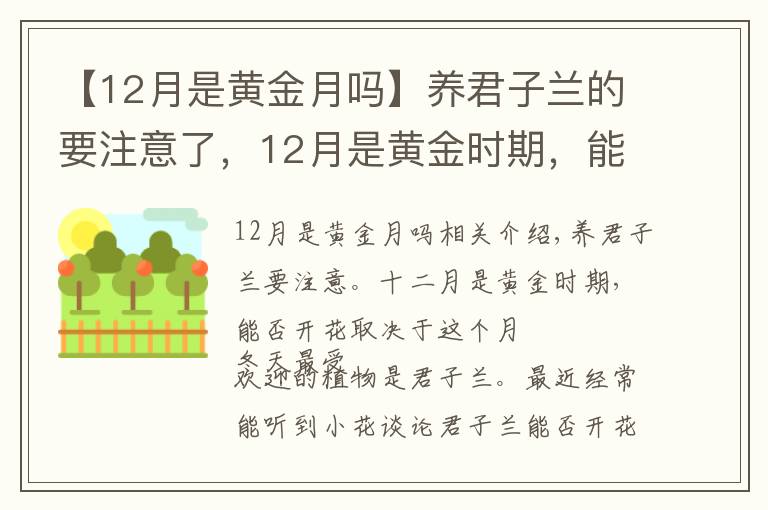 【12月是黄金月吗】养君子兰的要注意了,12月是黄金时期,能不能开花就看这个月份