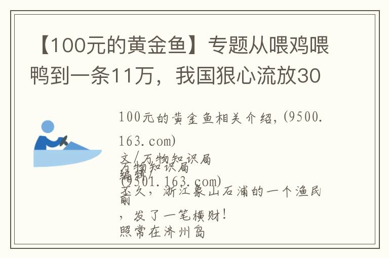 【100元的黄金鱼】专题从喂鸡喂鸭到一条11万，我国狠心流放30年，为何还救不起一条鱼？