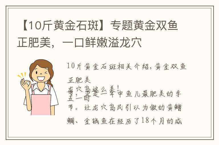 【10斤黄金石斑】专题黄金双鱼正肥美,一口鲜嫩溢龙穴