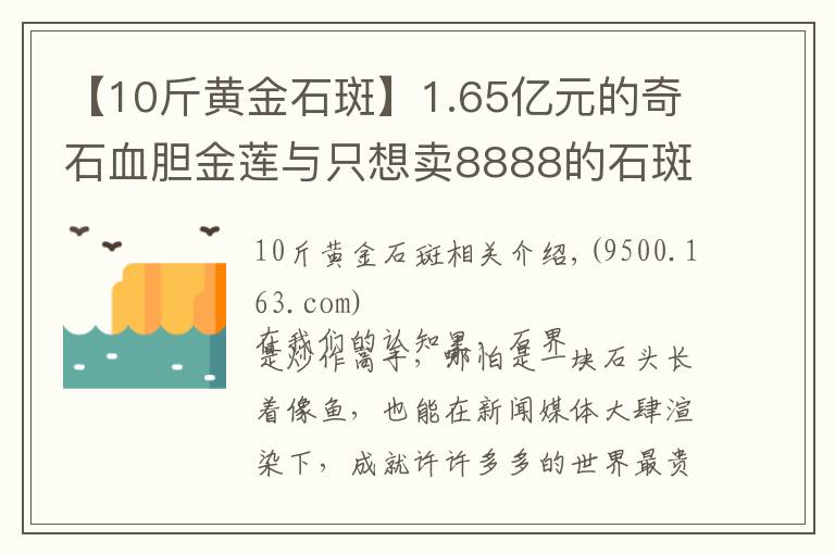 【10斤黄金石斑】1.65亿元的奇石血胆金莲与只想卖8888的石斑鱼