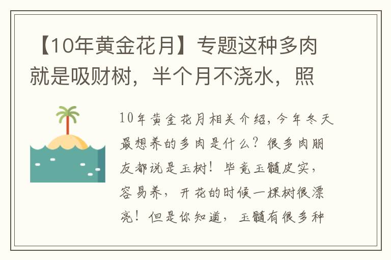 【10年黄金花月】专题这种多肉就是吸财树,半个月不浇水,照样长得手腕粗!