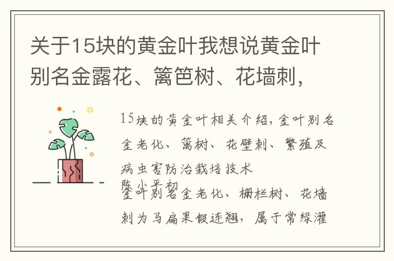 关于15块的黄金叶我想说黄金叶别名金露花、篱笆树、花墙刺,繁殖及病虫害防治栽培技术