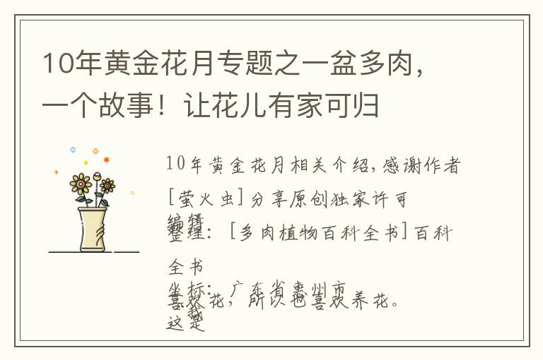 10年黄金花月专题之一盆多肉,一个故事!让花儿有家可归