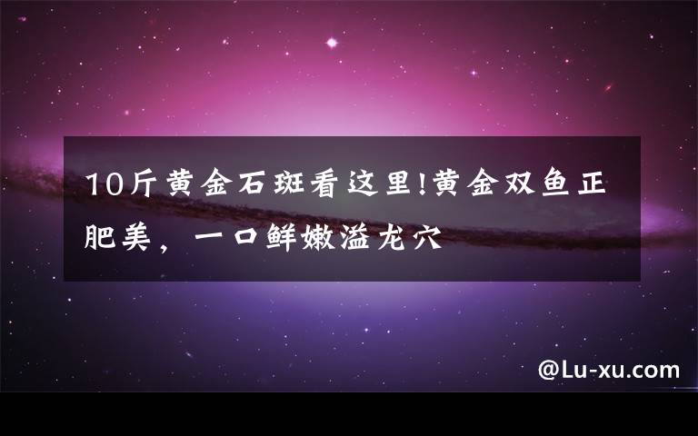 10斤黄金石斑看这里!黄金双鱼正肥美,一口鲜嫩溢龙穴