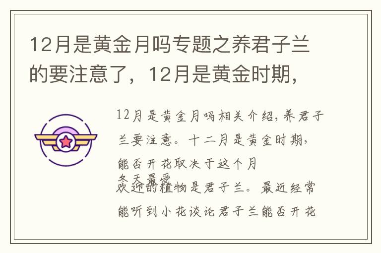 12月是黄金月吗专题之养君子兰的要注意了,12月是黄金时期,能不能开花就看这个月份