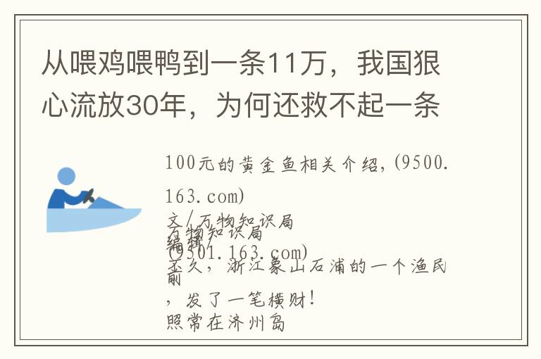 从喂鸡喂鸭到一条11万，我国狠心流放30年，为何还救不起一条鱼？