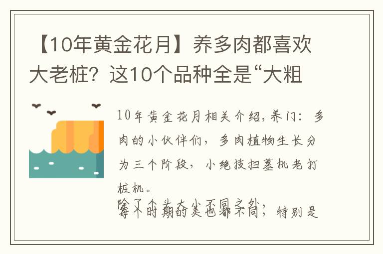 【10年黄金花月】养多肉都喜欢大老桩?这10个品种全是“大粗腿”,越养越好看!