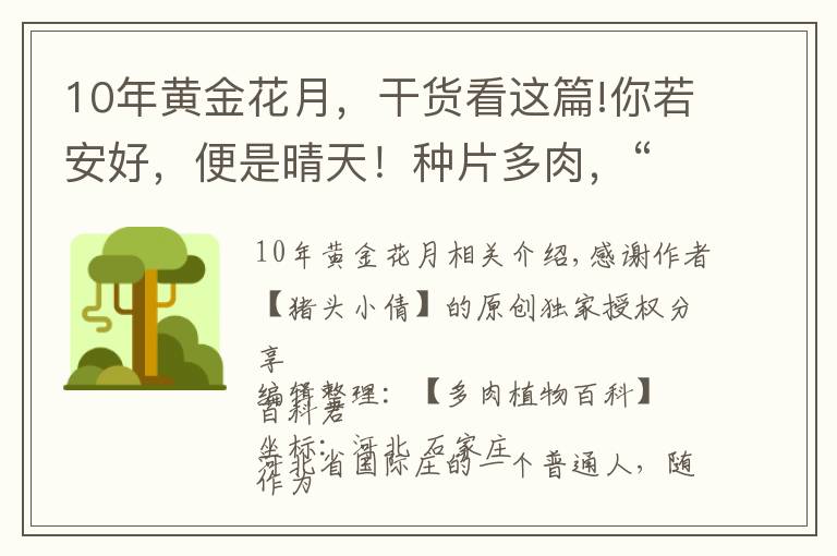 10年黄金花月,干货看这篇!你若安好,便是晴天!种片多肉,“荒度”余生