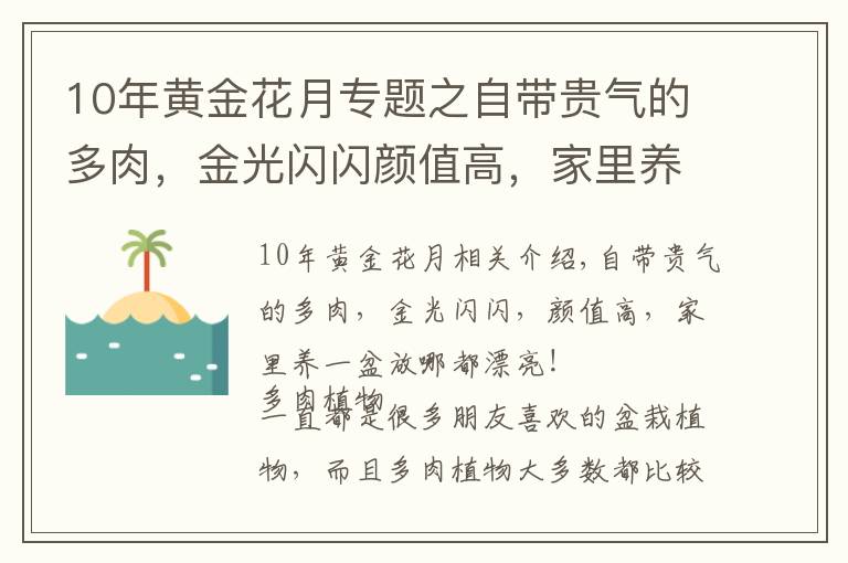 10年黄金花月专题之自带贵气的多肉,金光闪闪颜值高,家里养一盆,放哪都漂亮