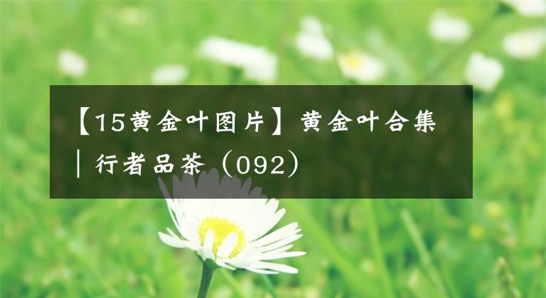 【15黄金叶图片】黄金叶合集|行者品茶(092)