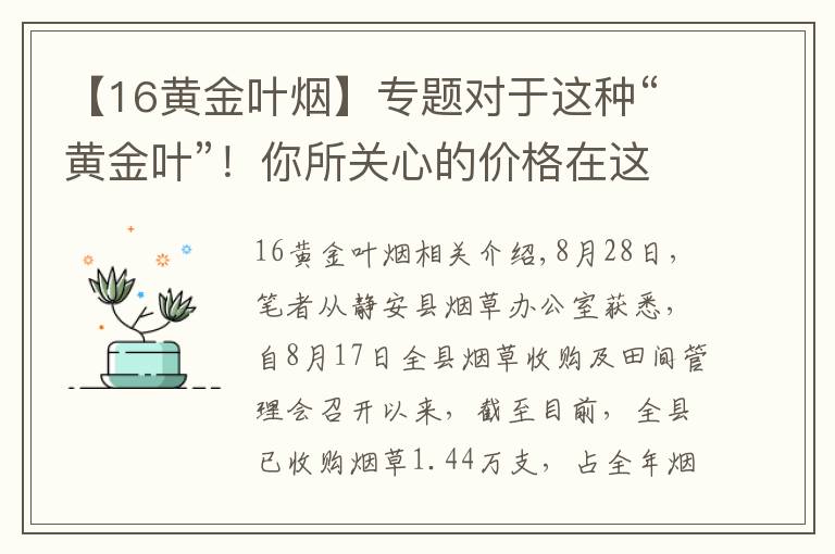 【16黄金叶烟】专题对于这种“黄金叶”！你所关心的价格在这里……