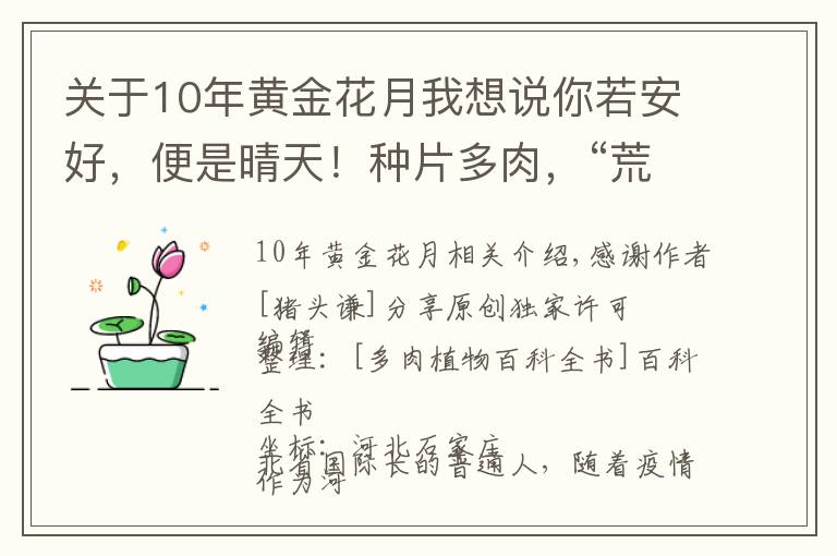 关于10年黄金花月我想说你若安好,便是晴天!种片多肉,“荒度”余生