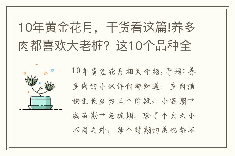 10年黄金花月,干货看这篇!养多肉都喜欢大老桩?这10个品种全是“大粗腿”,越养越好看!