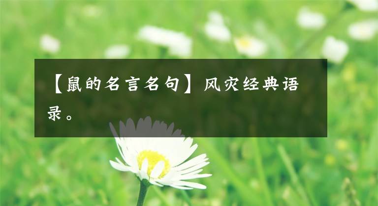 【鼠的名言名句】风灾经典语录。