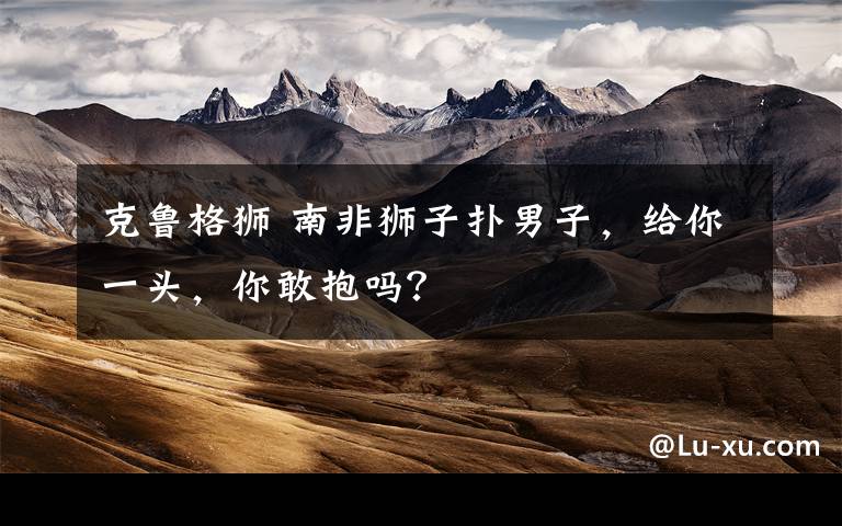 克鲁格狮 南非狮子扑男子，给你一头，你敢抱吗？