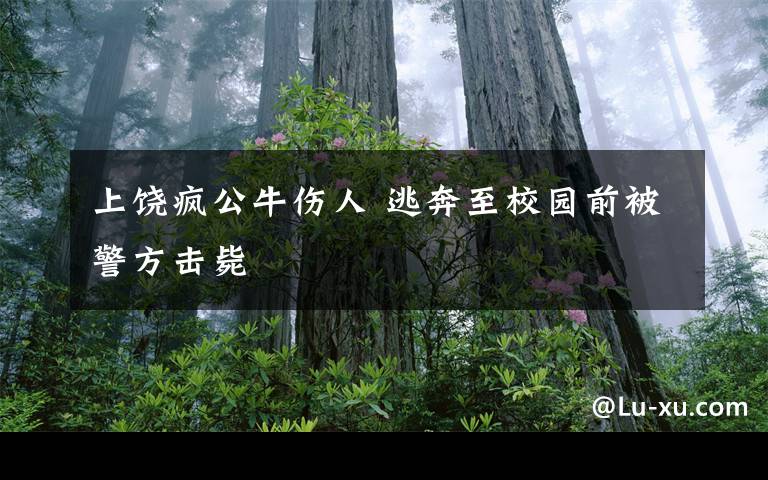 上饶疯公牛伤人 逃奔至校园前被警方击毙