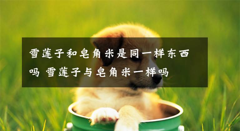 雪莲子和皂角米是同一样东西吗 雪莲子与皂角米一样吗