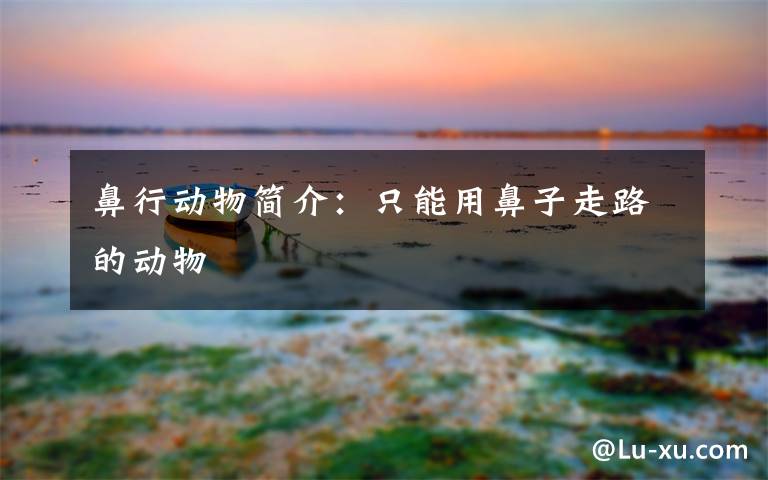 鼻行动物简介:只能用鼻子走路的动物