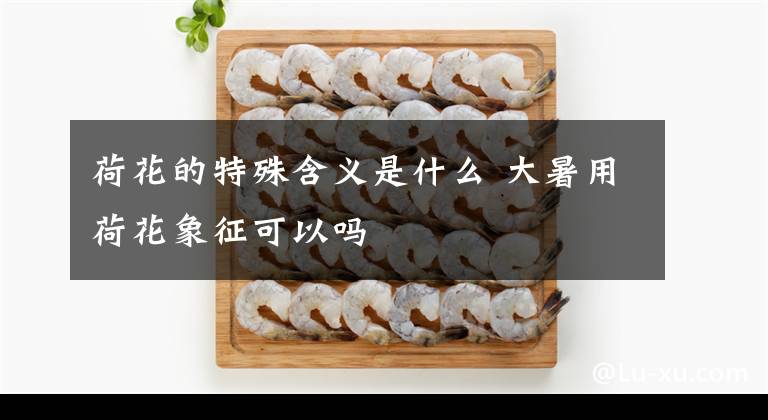 荷花的特殊含义是什么 大暑用荷花象征可以吗