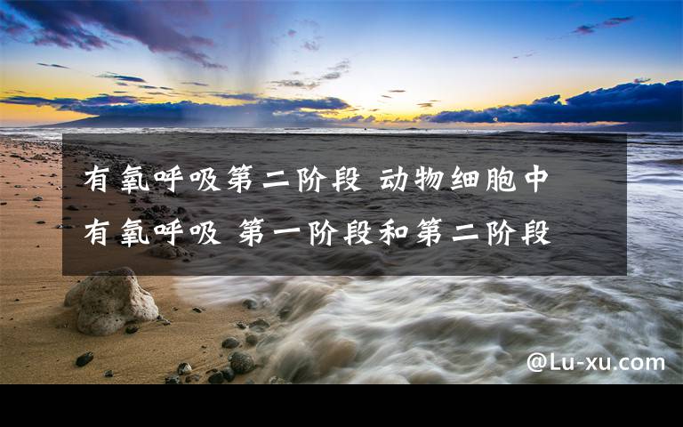 有氧呼吸第二阶段 动物细胞中 有氧呼吸 第一阶段和第二阶段 哪个释放的能量多?急用