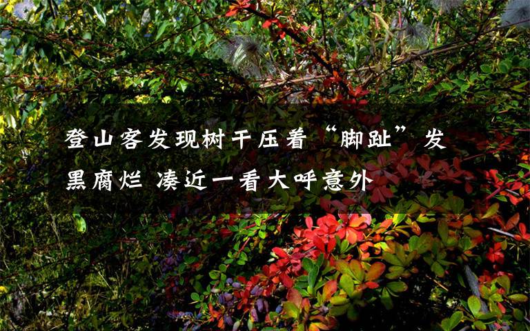 登山客发现树干压着“脚趾”发黑腐烂 凑近一看大呼意外