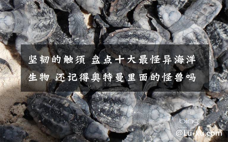 坚韧的触须 盘点十大最怪异海洋生物 还记得奥特曼里面的怪兽吗?