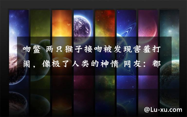 吻鳖 两只猴子接吻被发现害羞打闹,像极了人类的神情 网友:都是旅游的情侣教的