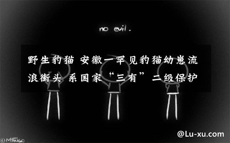 野生豹猫 安徽一罕见豹猫幼崽流浪街头 系国家“三有”二级保护动物