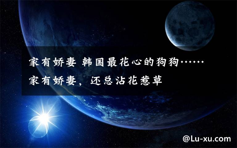 家有娇妻 韩国最花心的狗狗……家有娇妻,还总沾花惹草