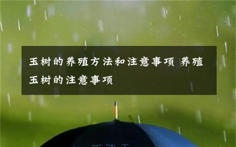 玉树的养殖方法和注意事项 养殖玉树的注意事项