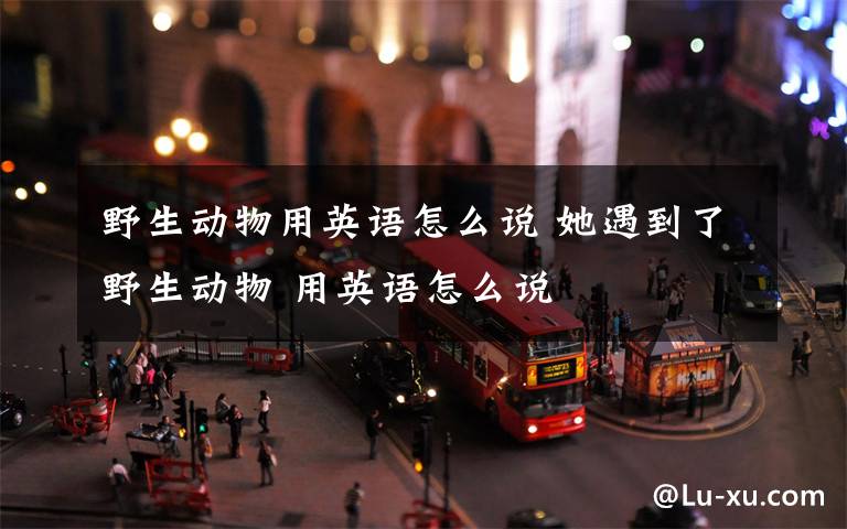 野生动物用英语怎么说 她遇到了野生动物 用英语怎么说