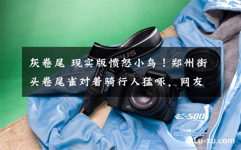 灰卷尾 现实版愤怒小鸟!郑州街头卷尾雀对着骑行人猛啄,网友:让你们不戴头盔