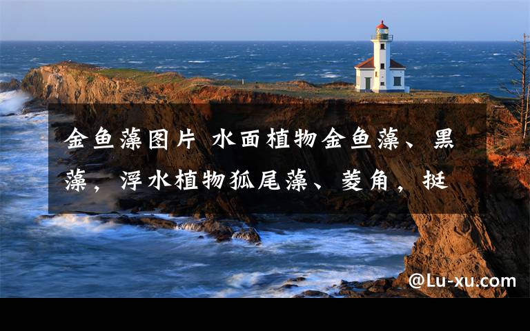 金鱼藻图片 水面植物金鱼藻、黑藻,浮水植物狐尾藻、菱角,挺水植物芦苇、黄花鸢尾、美人蕉……苦竹溪:臭黑水沟变身美丽的溪河