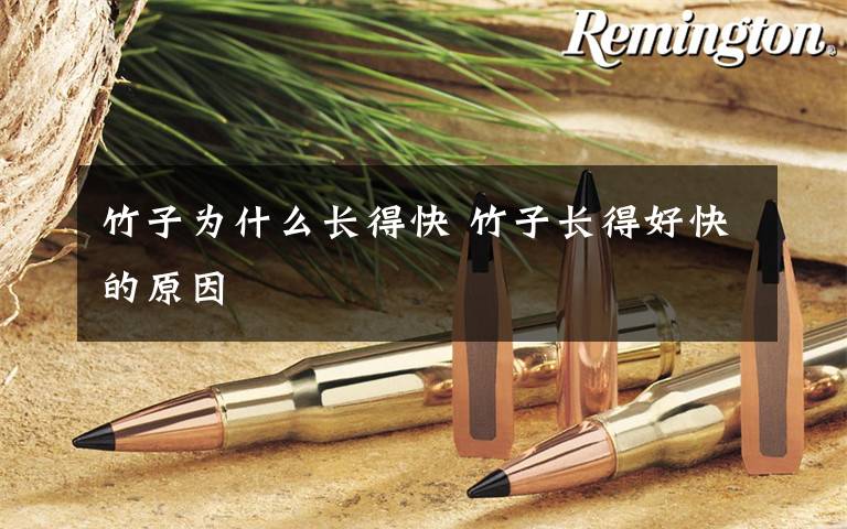 竹子为什么长得快 竹子长得好快的原因