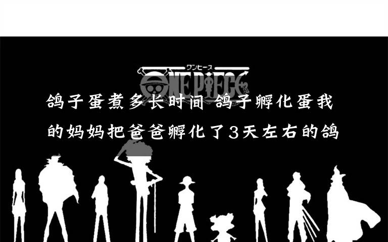 鸽子蛋煮多长时间 鸽子孵化蛋我的妈妈把爸爸孵化了3天左右的鸽子蛋放在室外30分钟左右,后来又拿到冷水里面去煮,等煮到水有点点温度时,又把鸽