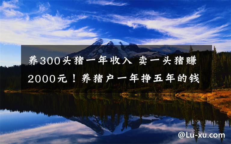 养300头猪一年收入 卖一头猪赚2000元!养猪户一年挣五年的钱 屠宰场每天宰够650头才保本