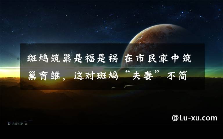 斑鸠筑巢是福是祸 在市民家中筑巢育雏,这对斑鸠“夫妻”不简单!