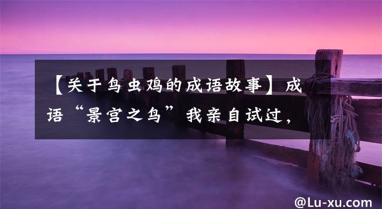 【关于鸟虫鸡的成语故事】成语“景宫之鸟”我亲自试过,结果死了一只鸟。