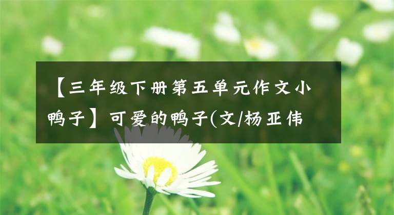 【三年级下册第五单元作文小鸭子】可爱的鸭子(文/杨亚伟) (指导老师:张天兴)