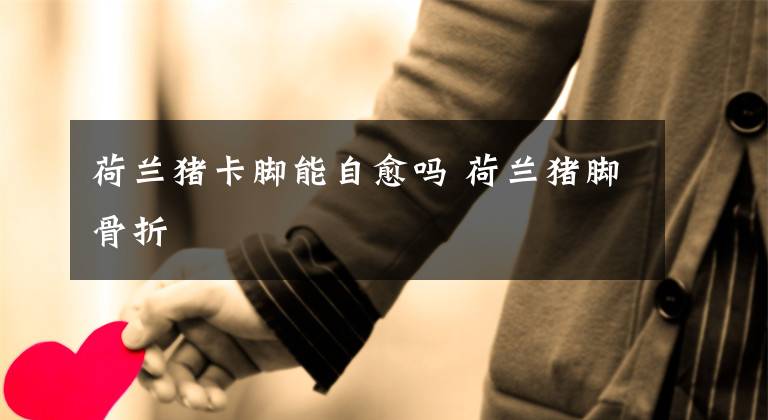 荷兰猪卡脚能自愈吗 荷兰猪脚骨折