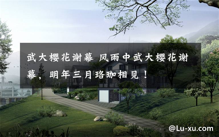 武大樱花谢幕 风雨中武大樱花谢幕，明年三月珞珈相见！