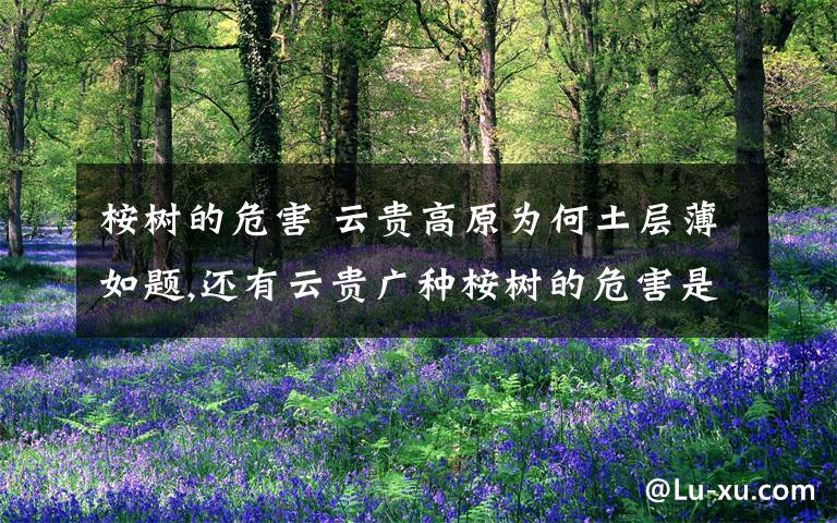 桉树的危害 云贵高原为何土层薄如题,还有云贵广种桉树的危害是什么?广种桉树对云贵高原的生态有什么不利影响?土层薄除了水土流失,还有没