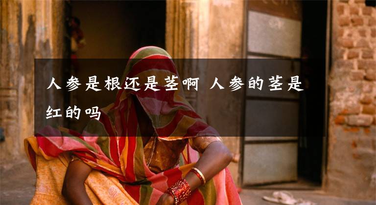 人参是根还是茎啊 人参的茎是红的吗