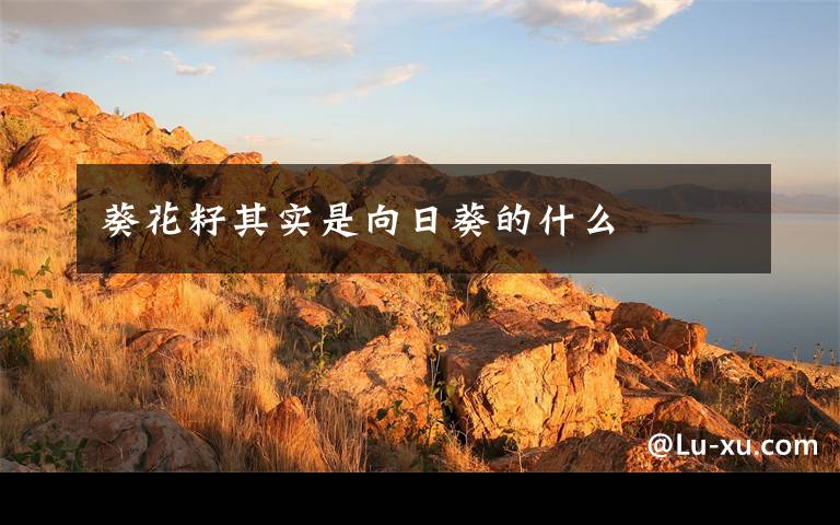 葵花籽其实是向日葵的什么